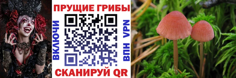 omg зеркало  Полярные Зори  Псилоцибиновые грибы мицелий 
